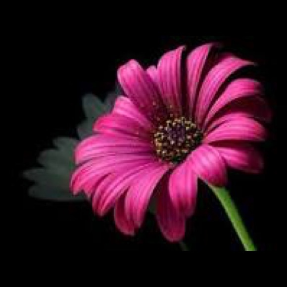 Meet your Posher, Lisa - Picture 1 of 1